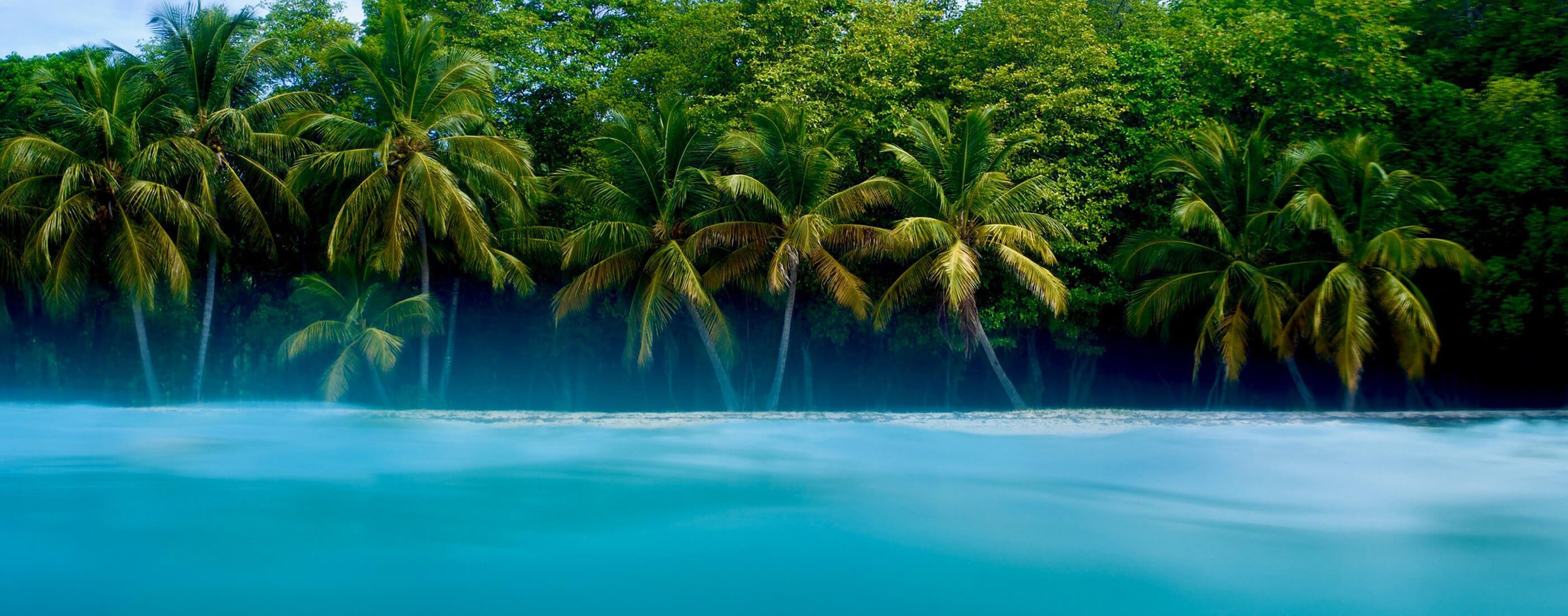 palm trees and ocean