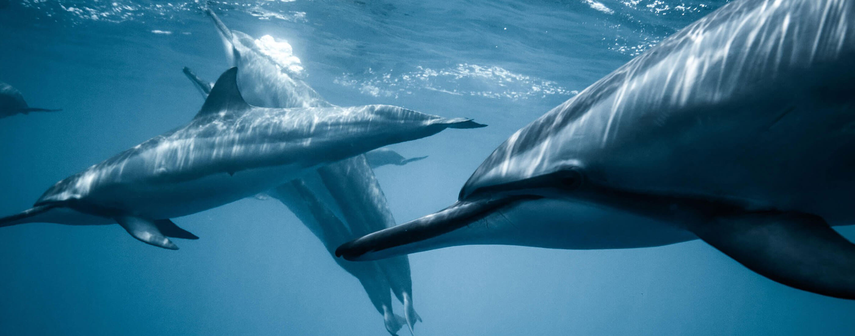 dolphins swimming in the ocean